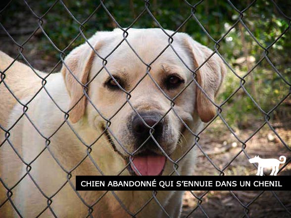 Chien qui s'ennuie au chenil