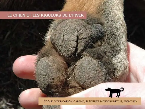 Chiens - blessures aux coussinets dues au froid - SVPA - École d'éducation canine Jerry et Lewis