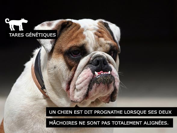 Chien Prognathe - Tares génétiques