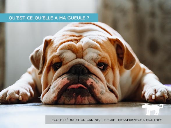 Chirurgie esthétique pour chiens