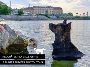 Neuchâtel offre des plages privées aux toutous de la ville