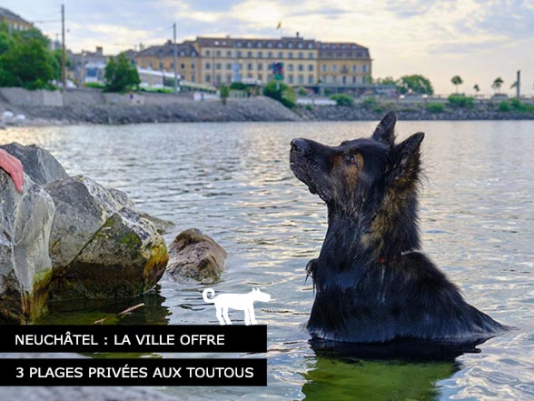 Neuchâtel offre des plages privées aux toutous de la ville