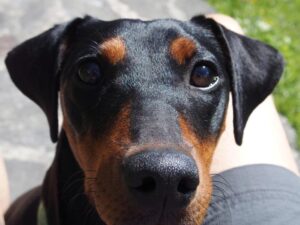 image de Pixie - Pinscher allemand