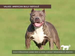 American Bully chien interdit en Valais