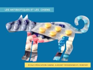 Antibiotiques et chiens