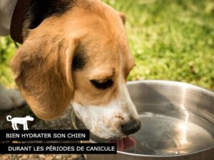 Bien hydrater son chien de compagnie
