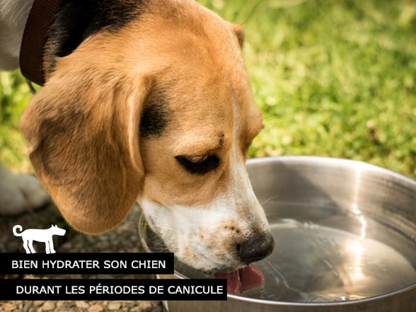Bien hydrater son chien de compagnie