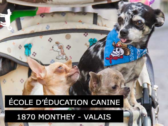 Boulens - Affaire canine