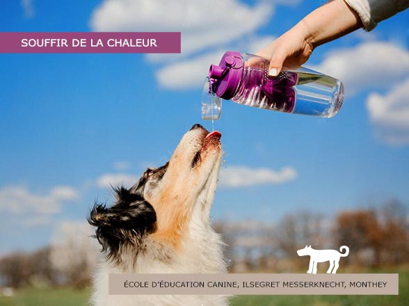 Canicule et chiens - Souffrir de la chaleur