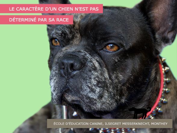Caractère et race du chien