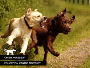 Chien agressif - éducation canine Suisse