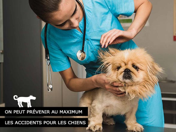 Chiens - Éviter les urgences