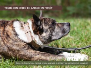 Forêt: tenir son chien en laisse