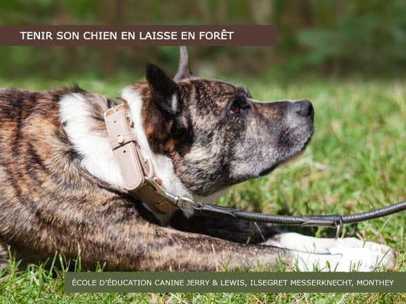 Forêt: tenir son chien en laisse