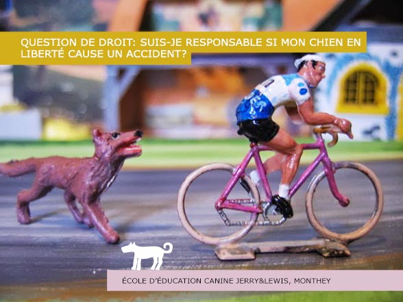 Responsabilité: Mon chien en liberté cause un accident?