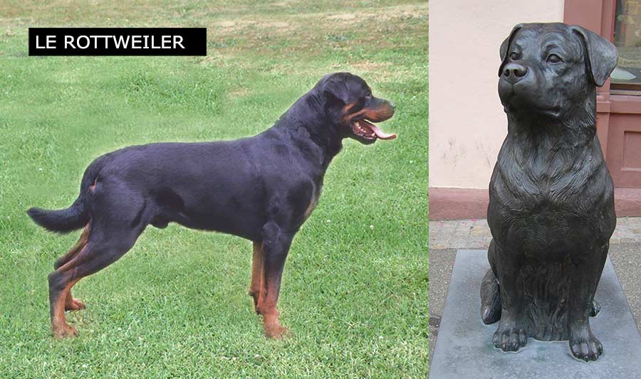 Le Rottweiler