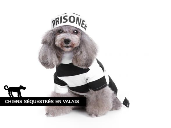 Chiens Séquestrés en Valais