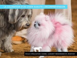 La coloration d’un chien peut porter atteinte à la dignité de l’animal