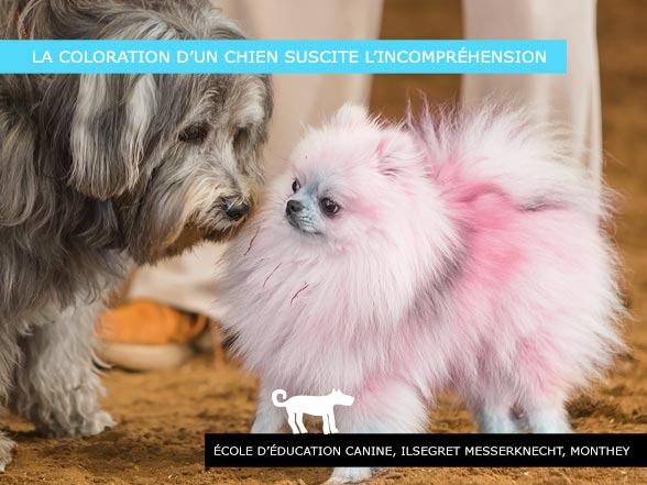 La coloration d’un chien peut porter atteinte à la dignité de l’animal