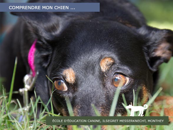 Communiquer avec son chien
