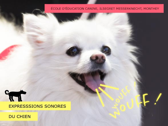 Comprendre les expressions sonores du chien