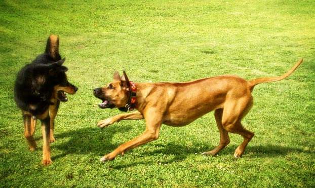 Cours pour chiens - Monthey - Comportement chien agressif