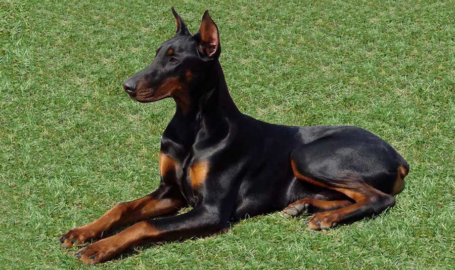 Le Dobermann