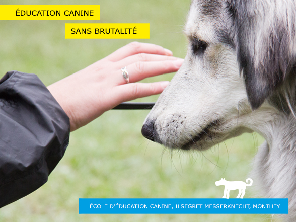 Dressage d'un chien sans brutalité