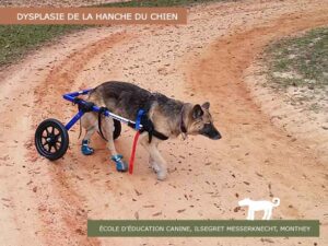 Dysplasie de la hanche du chien - Jerry et Lewis