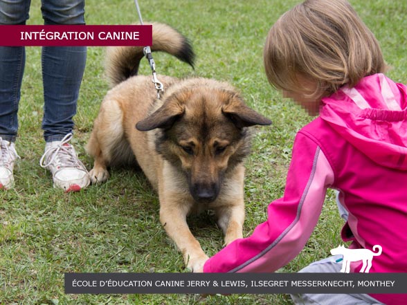 Ecole d'éducation canine Jerry et Lewis - Intégration canine réussie