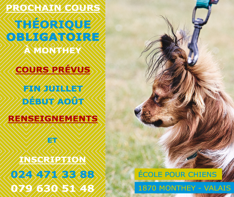 École pour propriétaires de chiens