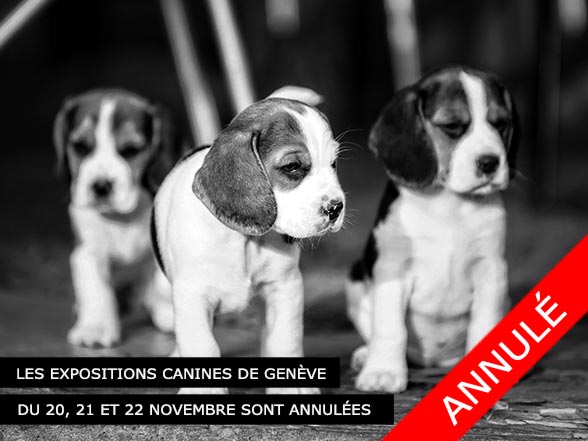 L'exposition canine 2020 à Genève est annulée
