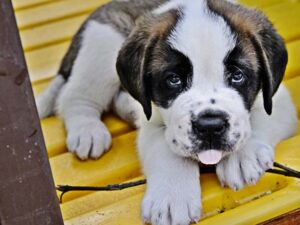 Formation obligatoire nouveau chien - Valais