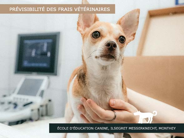 Frais vétérinaires - Cours Chiens Valais