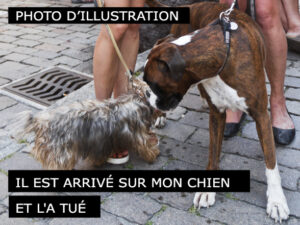 Il tue mon chien - Neuchâtel