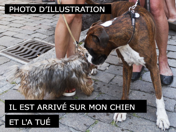 Il tue mon chien - Neuchâtel
