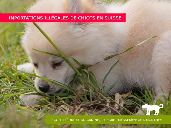 Importation de chiots et trafic de chiens en Suisse