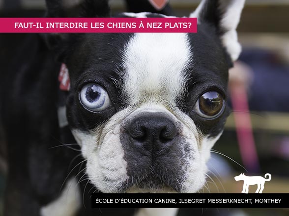 Interdire les chiens à nez plats
