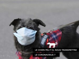 Le chien peut il transmettre le coronavirus à l'homme?
