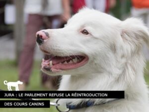 Le Jura refuse les cours canins