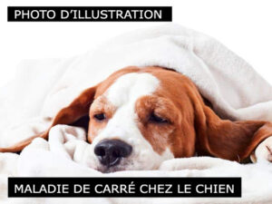 Chiens : maladie de Carré en Valais