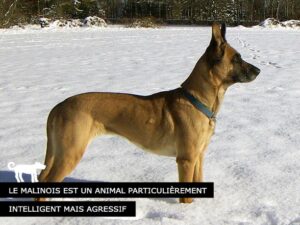 Malinois abattu à Fribourg