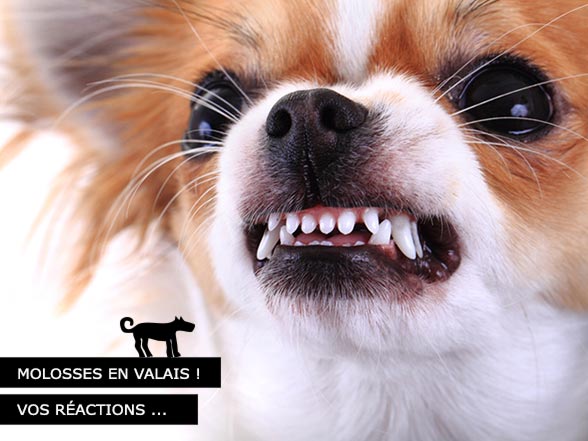 Molosses en Valais