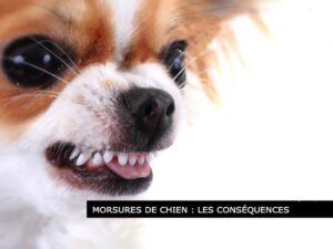 Conséquences des morsures d'un chien