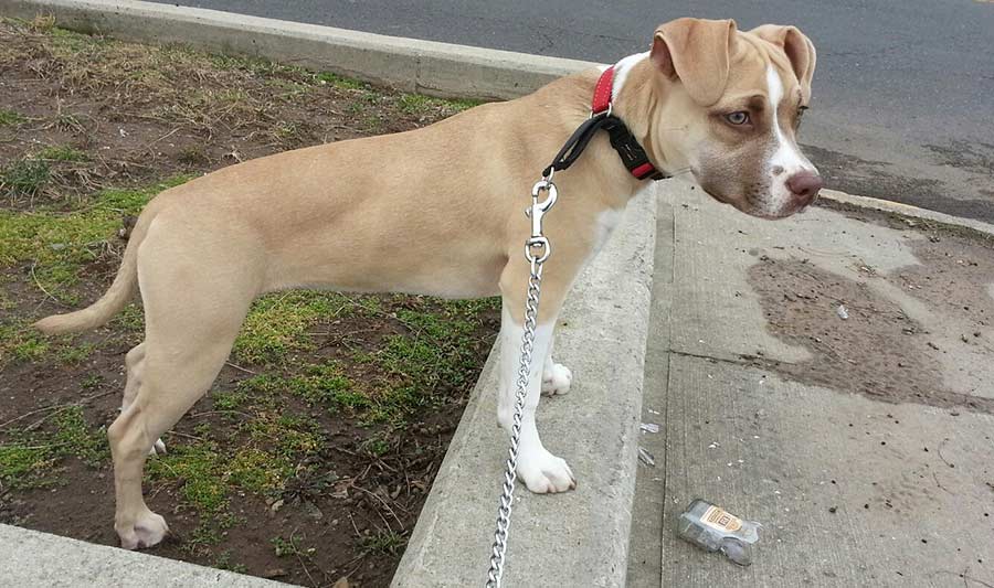 Pit Bull Terrier - Chien dangereux