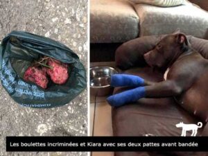 Kiara avec ses deux pattes avant bandée