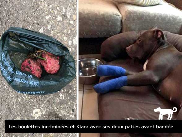 Kiara avec ses deux pattes avant bandée