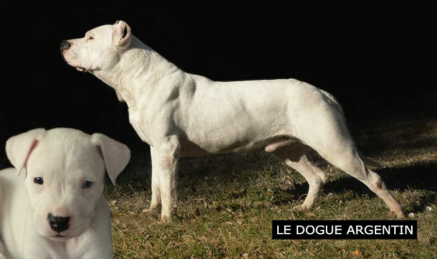 Dogue Argentin
