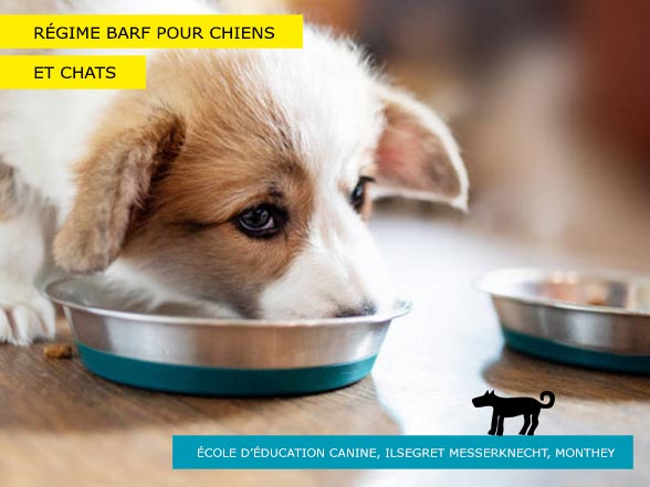 Régime BARF pour chiens et chats