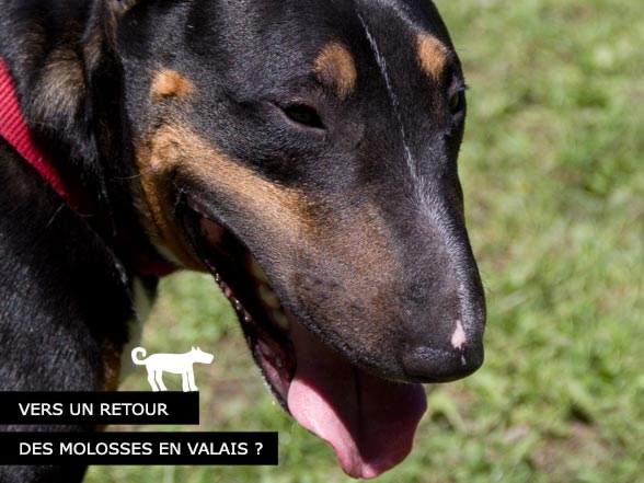 Retour des Molosses en Valais